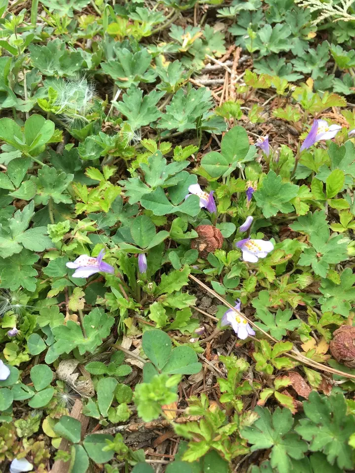 Miquel's Mazus (Mazus miquelii)