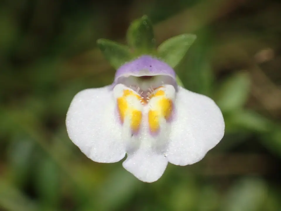 Asian Mazus (Mazus pumilus)