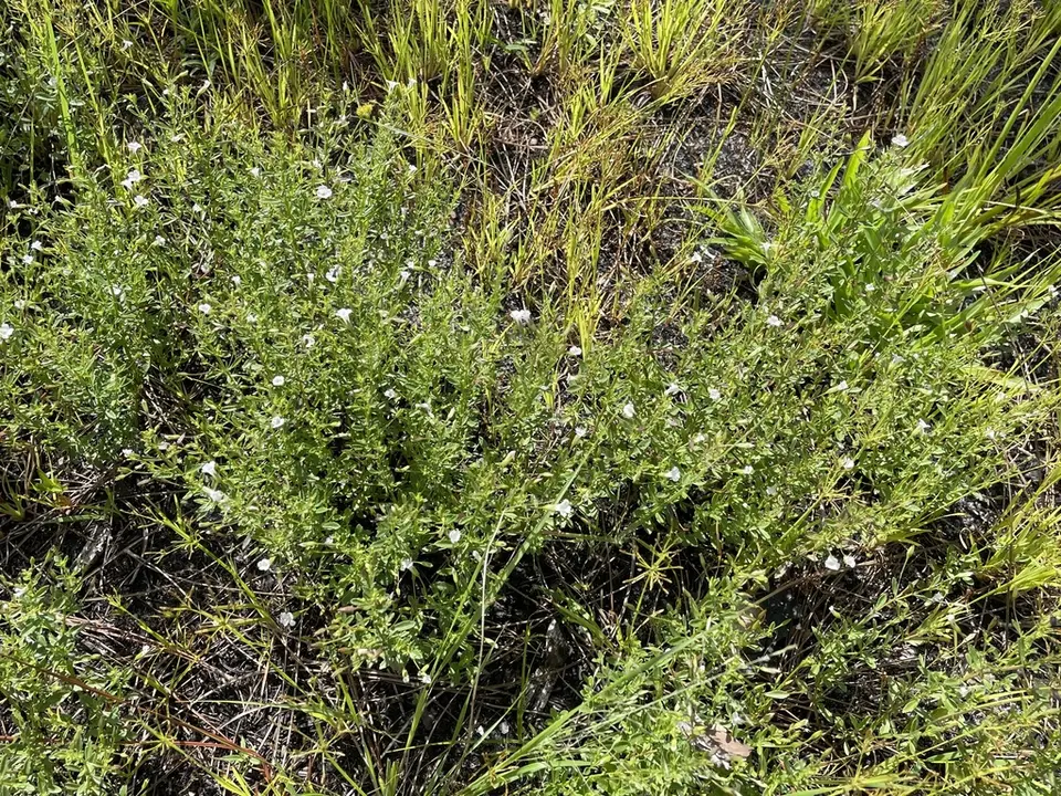 Common Axil-Flower (Mecardonia acuminata)