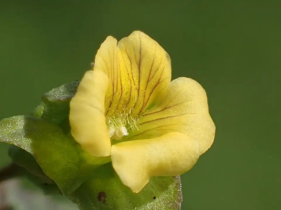 Yellow-Flowered Waterhyssop (Mecardonia procumbens)