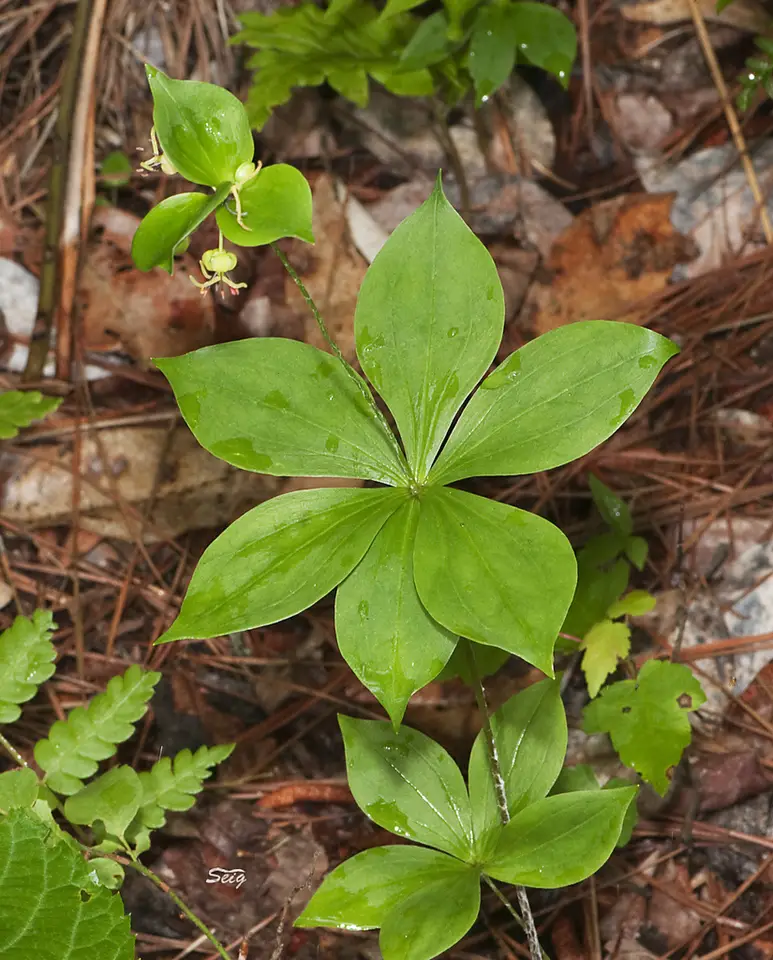 Cucumber Root (Medeola virginiana)