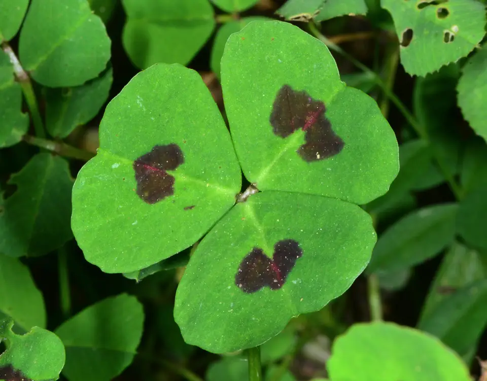Spotted Medick (Medicago arabica)
