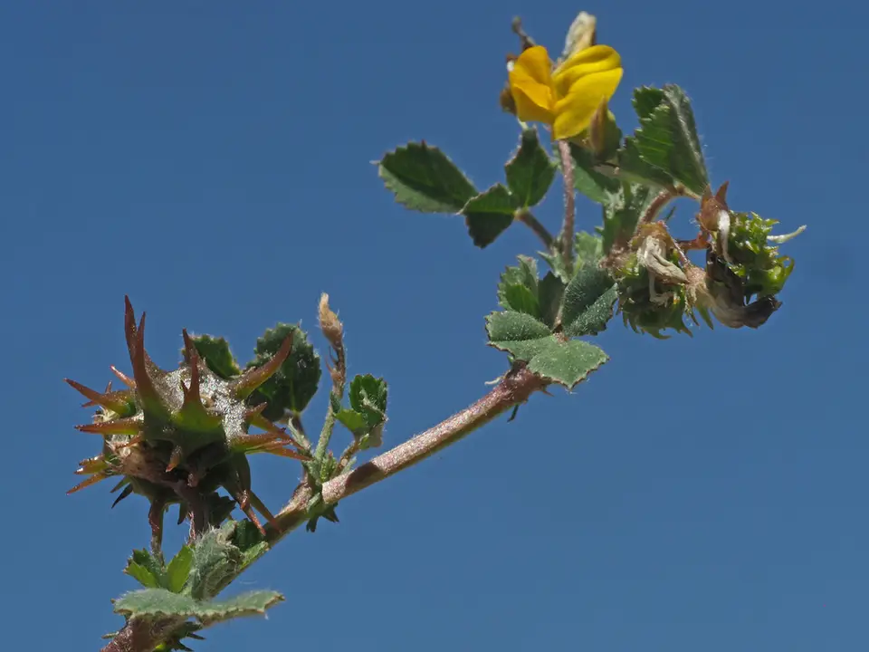 Shore Medick (Medicago littoralis)