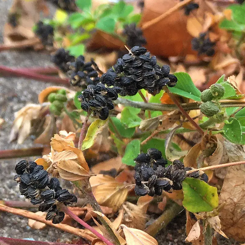 Black Medick (Medicago lupulina)