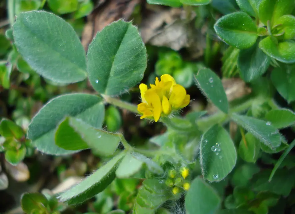 Little Bur-Clover (Medicago minima)