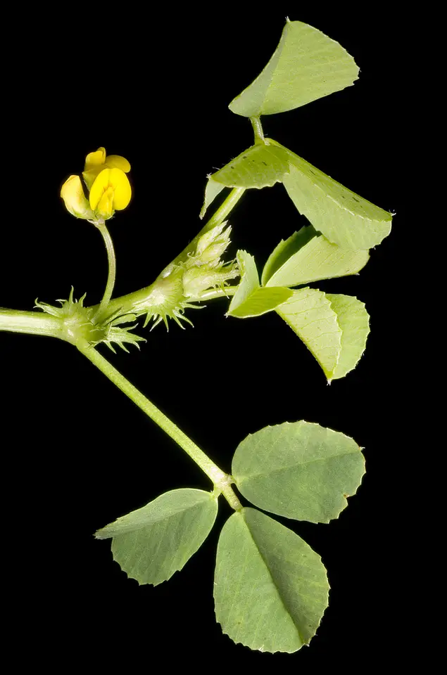 Bur Clover (Medicago polymorpha)