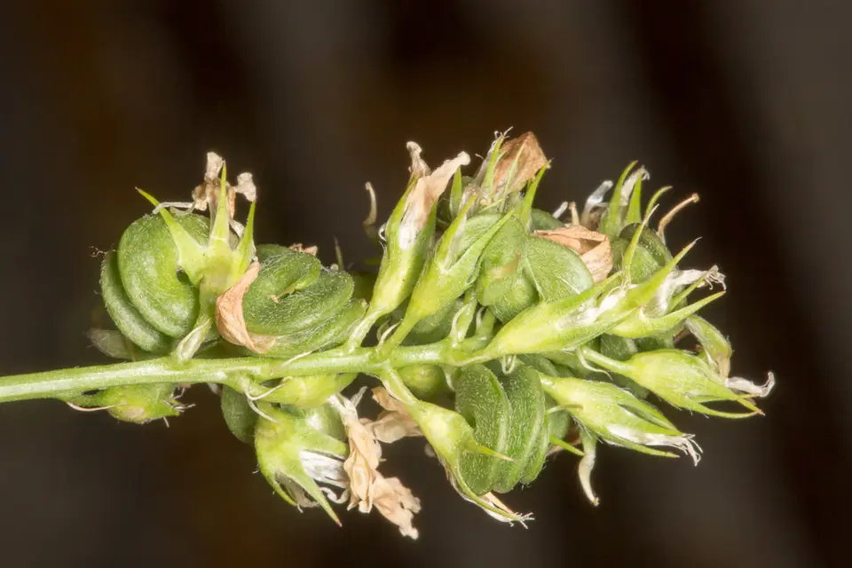 Alfalfa (Medicago sativa)