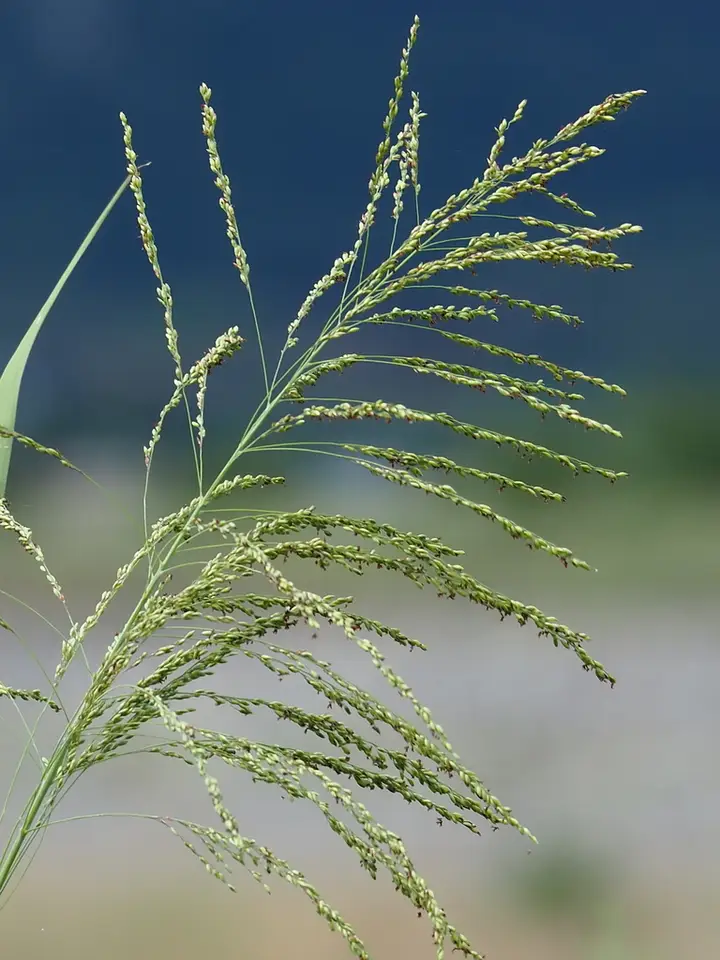 Guinea Grass (Megathyrsus maximus)