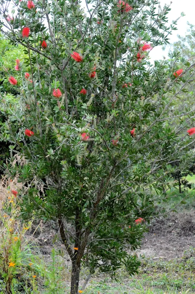 Crimson Bottlebrush (Melaleuca citrina)