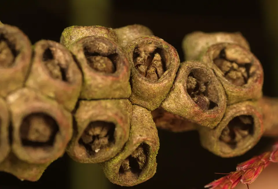 Weeping Paperbark (Melaleuca leucadendra)