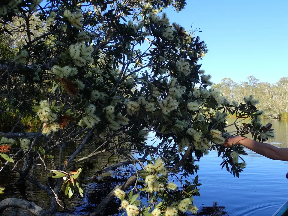 Broad-Leaved Paperbark (Melaleuca quinquenervia)