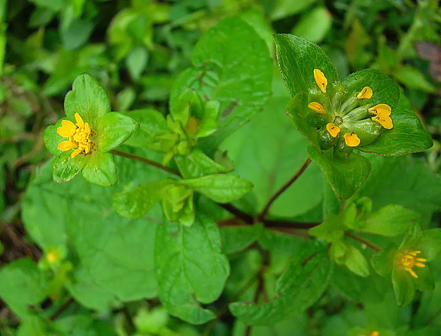Melampodium perfoliatum (Melampodium perfoliatum)