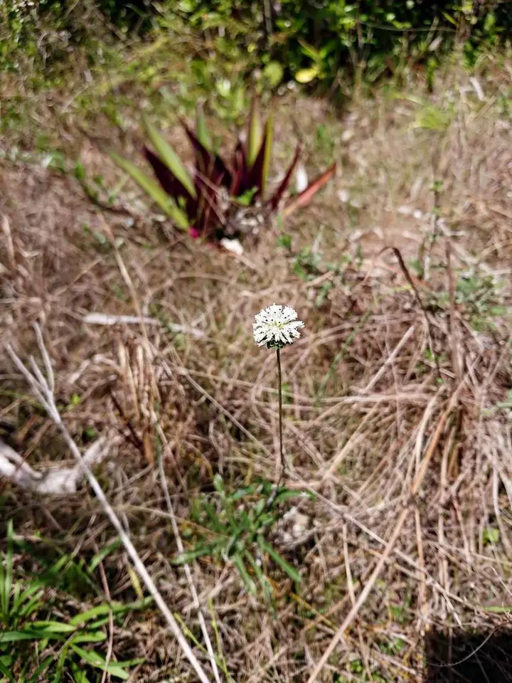 Everglades Squarestem (Melanthera angustifolia)