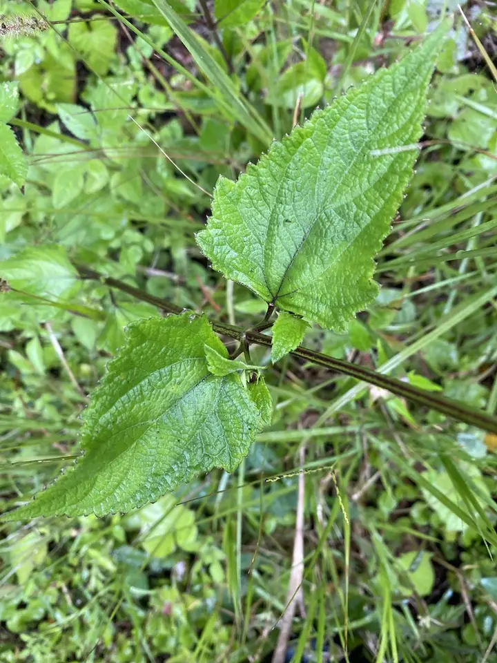 Snow Squarestem (Melanthera nivea)