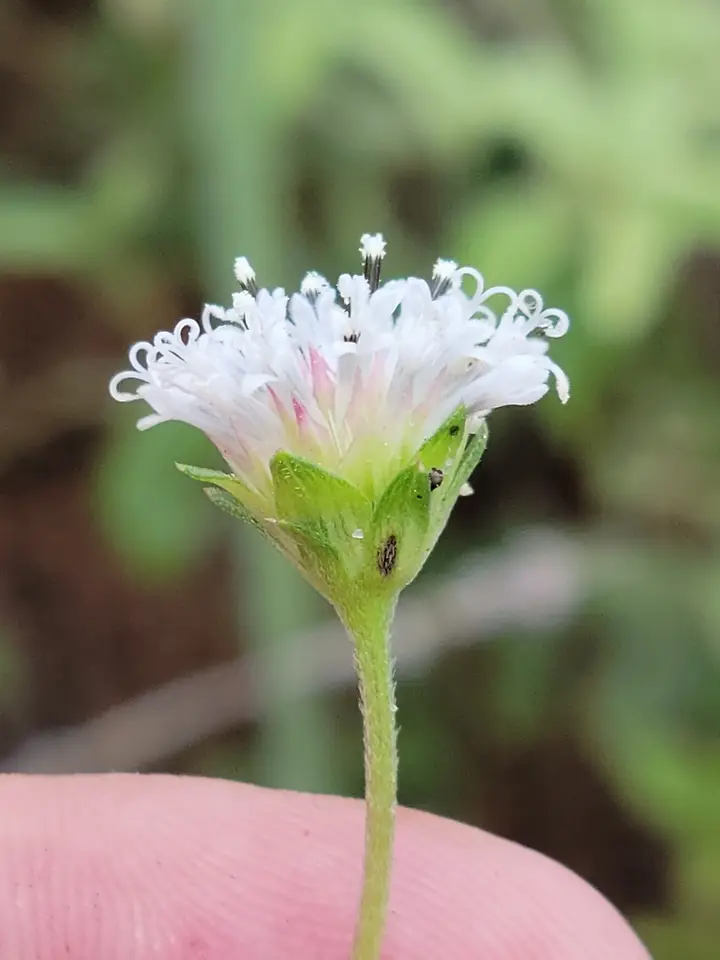 Small-Leaf Squarestem (Melanthera parvifolia)