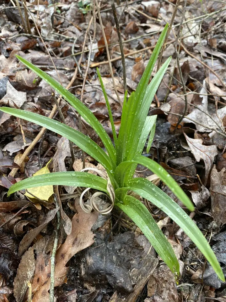 Virginia Bunchflower (Melanthium virginicum)