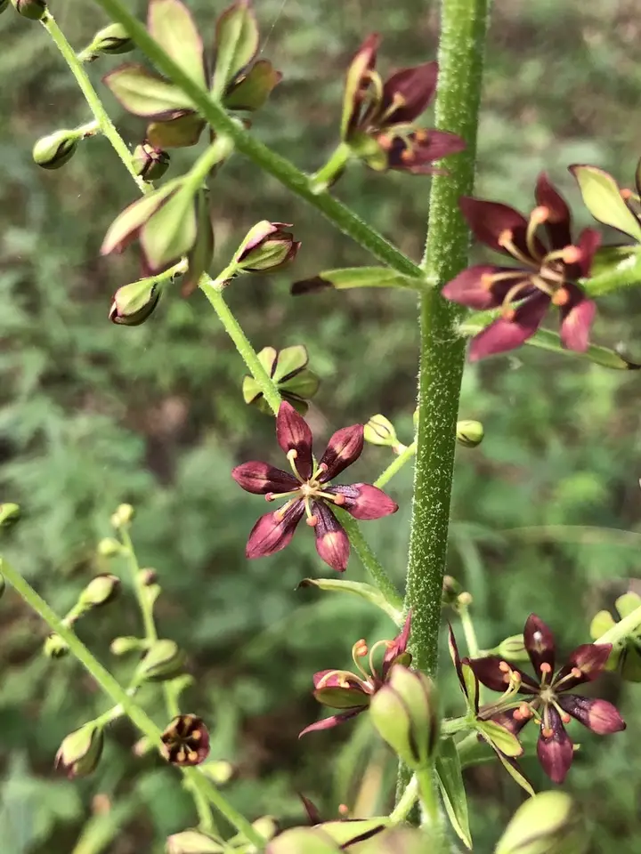Wood's Bunchflower (Melanthium woodii)