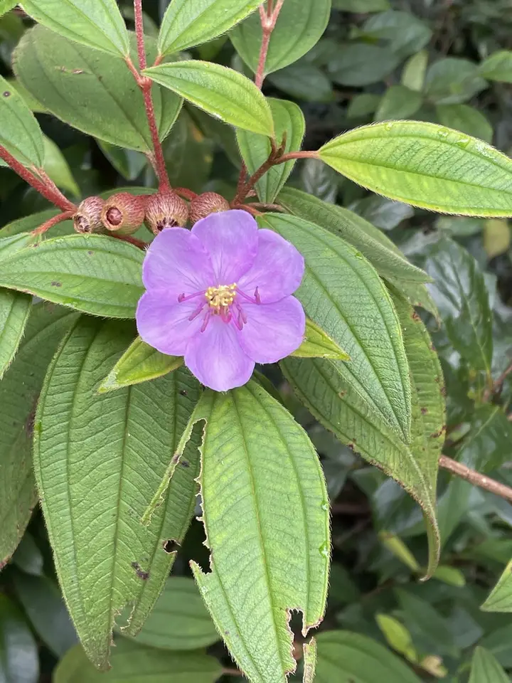 Malabar Melastome (Melastoma malabathricum)