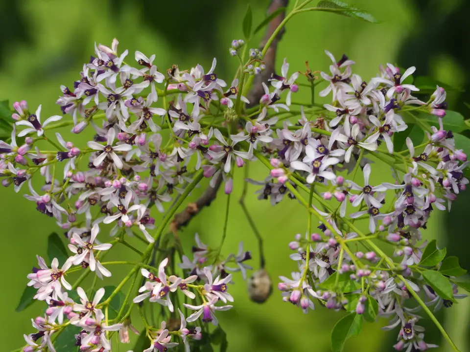 Chinaberry (Melia azedarach)