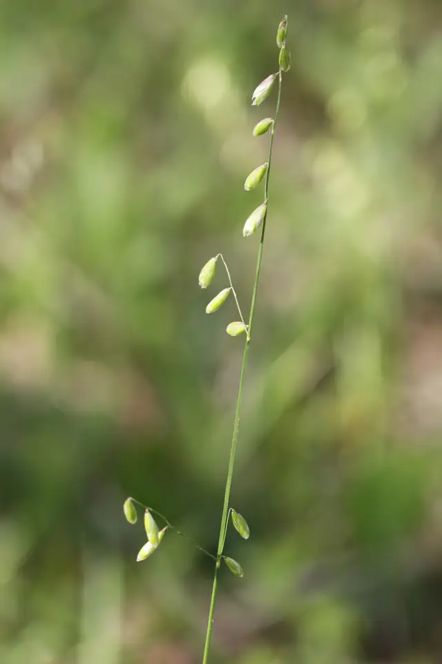 Twoflower Melicgrass (Melica mutica)