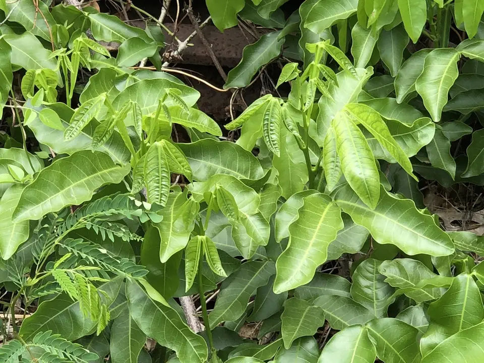 Genip (Melicoccus bijugatus)