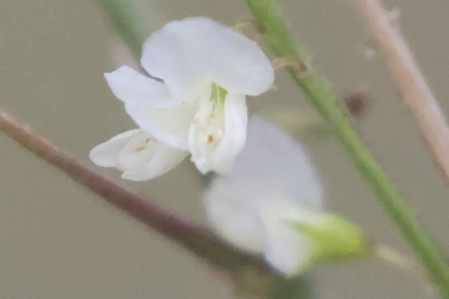White Sweetclover (Melilotus albus)