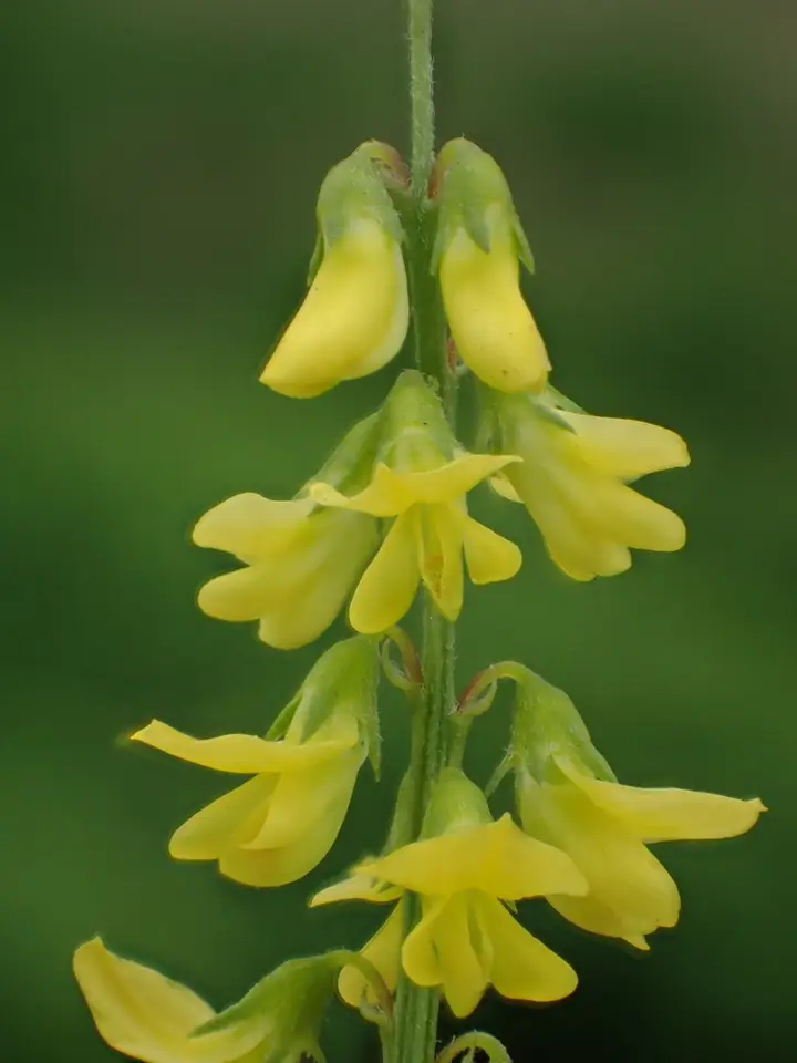 Small Melilot (Melilotus indicus)