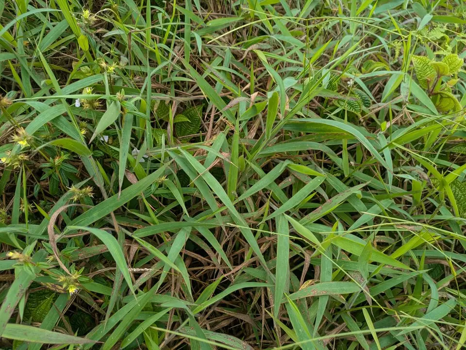 Molasses Grass (Melinis minutiflora)