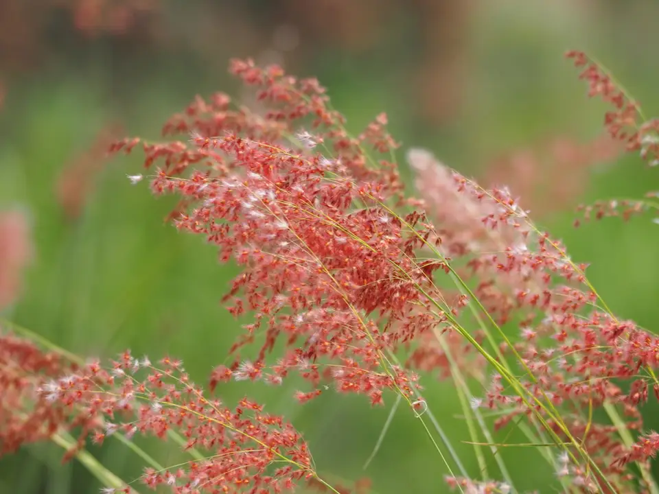 Natal Grass (Melinis repens)