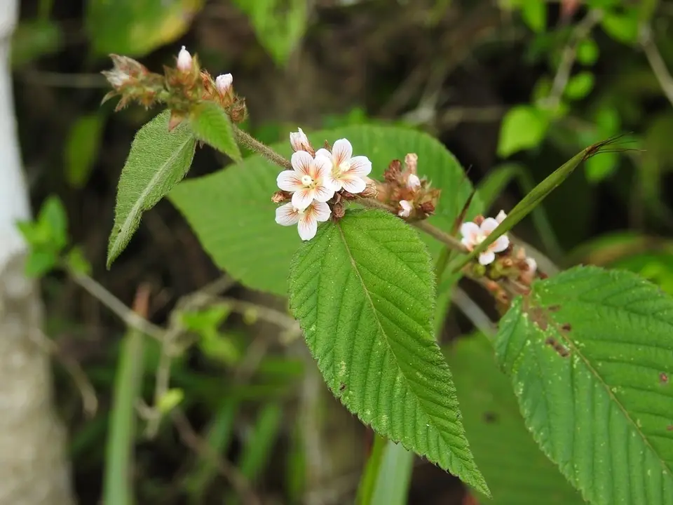 Hornbeam Leaved Melochia (Melochia nodiflora)
