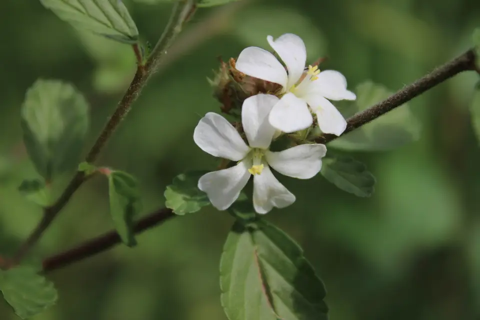 Melochia parvifolia (Melochia parvifolia)
