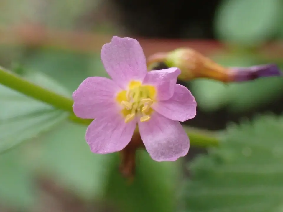Pyramid Flower (Melochia pyramidata)