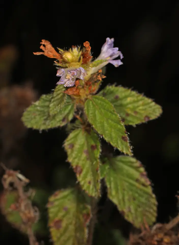 Bretonica Peluda (Melochia spicata)