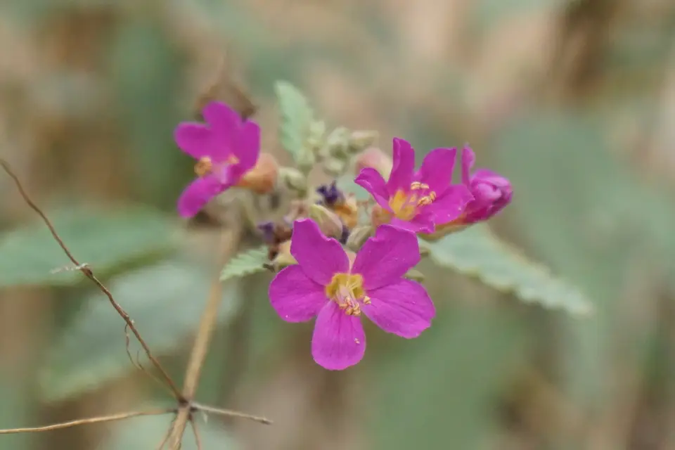 Gulf Teabush (Melochia tomentosa)