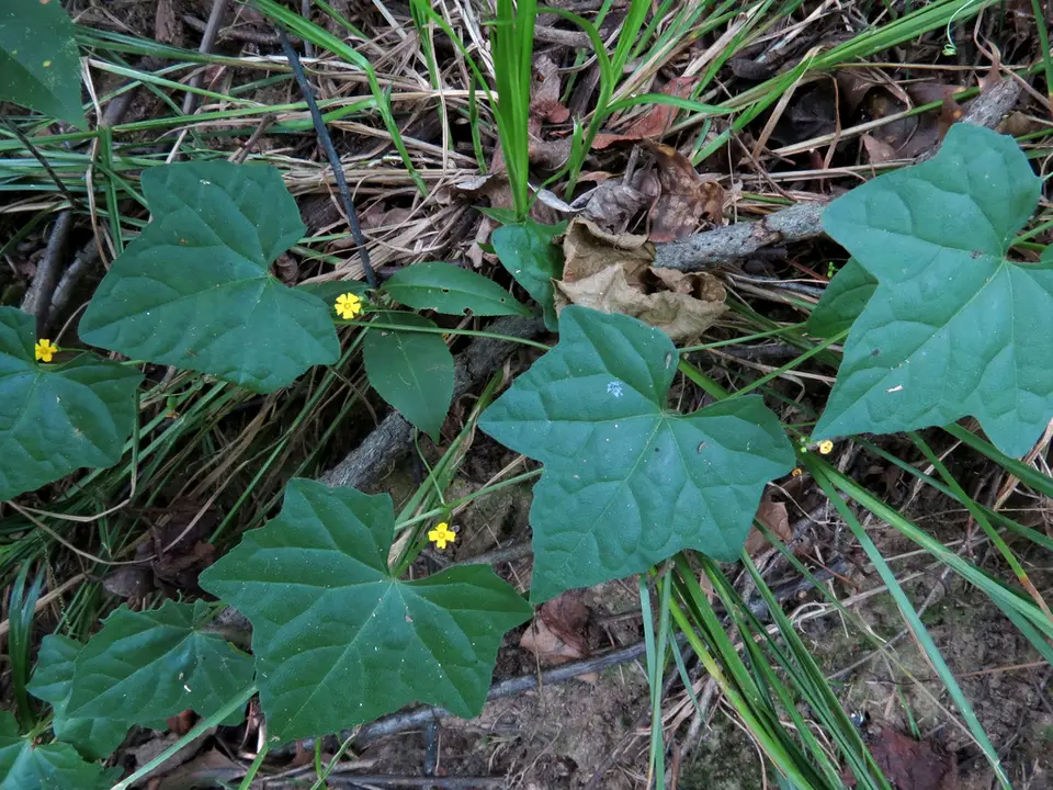 Creeping Cucumber (Melothria pendula)