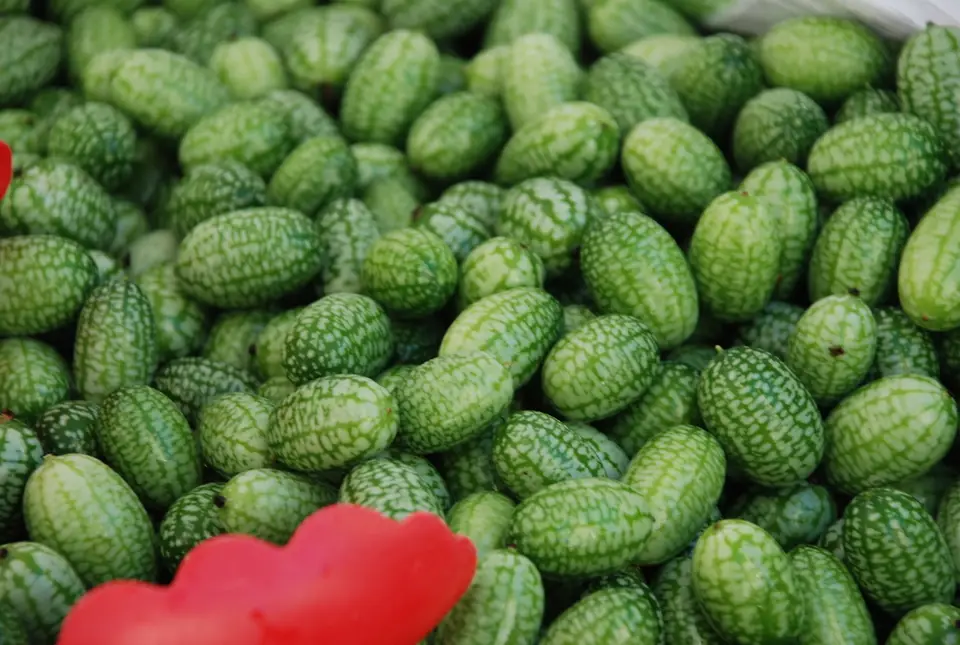 Mexican Sour Gherkin (Melothria scabra)
