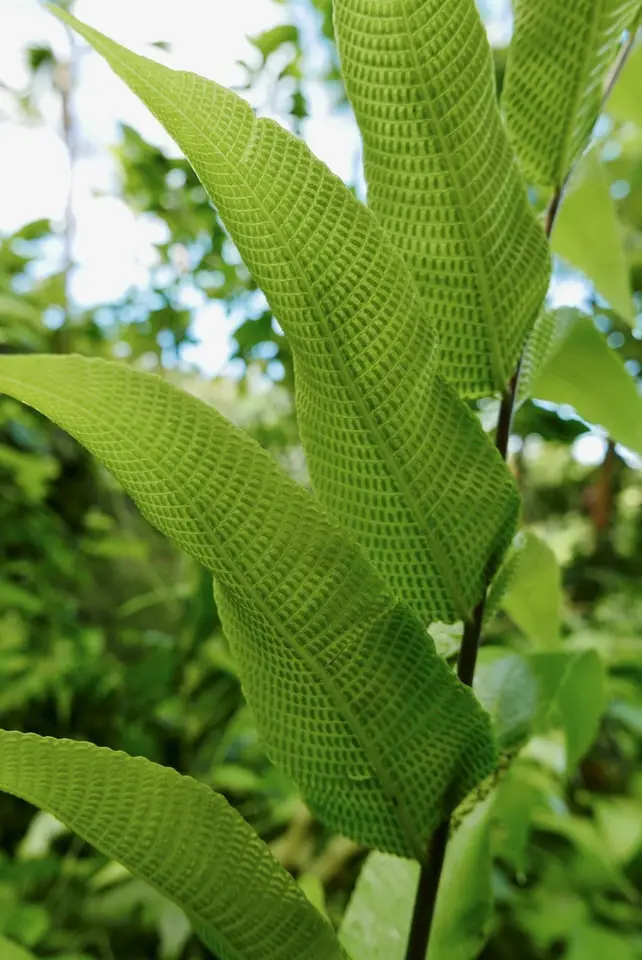 Lattice-Vein Fern (Meniscium reticulatum)
