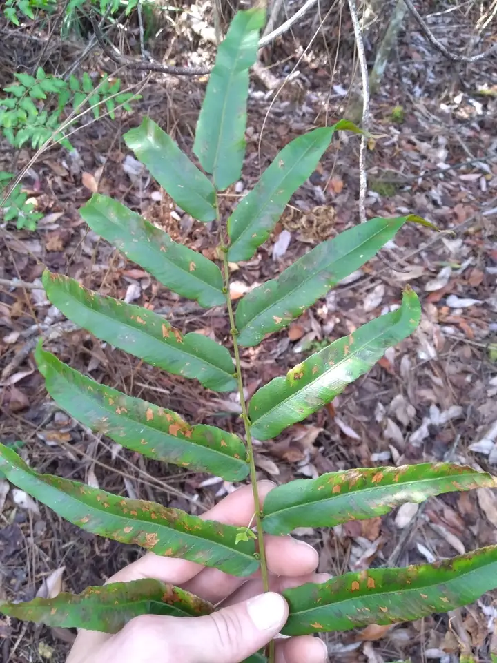 Dentate Lattice-Vein Fern (Meniscium serratum)