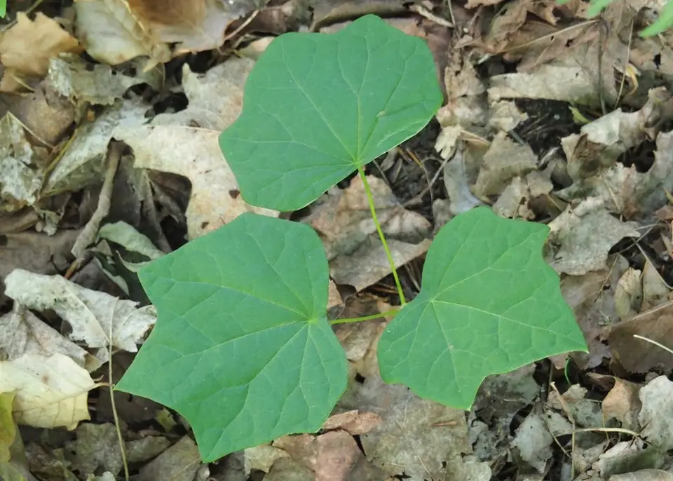 Moonseed (Menispermum canadense)