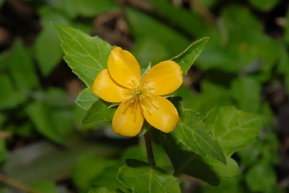 Poorman's Patch (Mentzelia floridana)