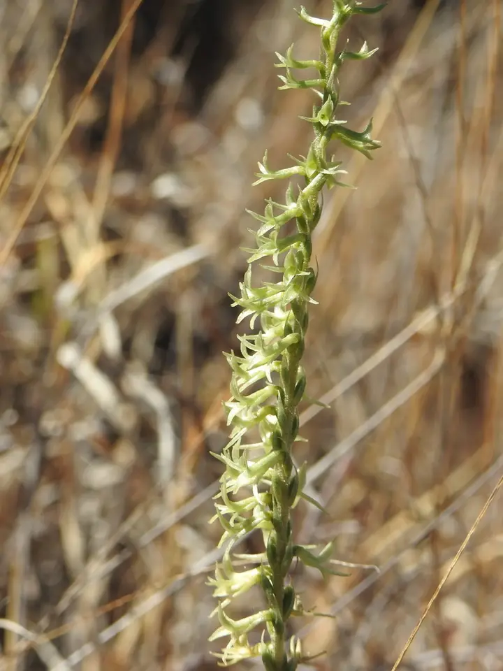 Gray Ladies'-Tresses (Mesadenus lucayanus)