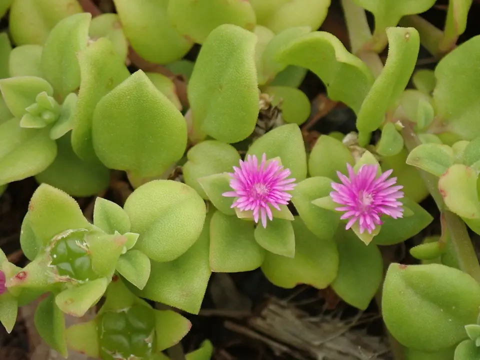 Heart-Leaf Ice Plant (Mesembryanthemum cordifolium)