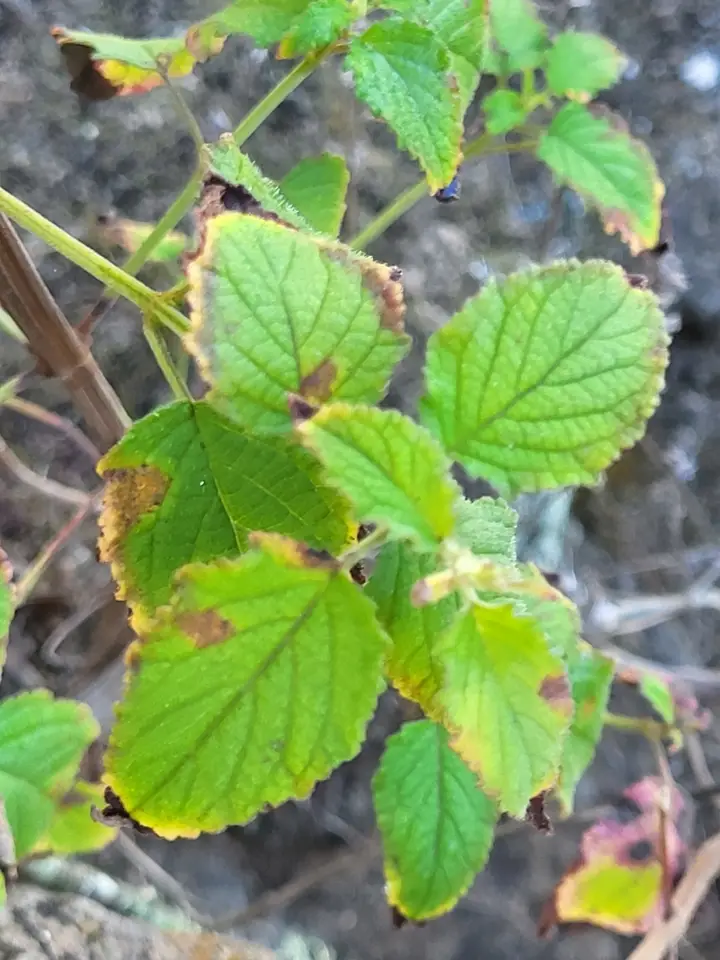 Comb Bushmint (Mesosphaerum pectinatum)