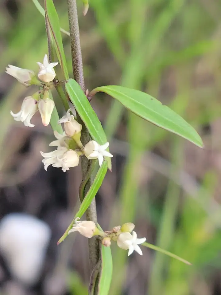 Blodgett's Swallow-Wort (Metastelma blodgettii)