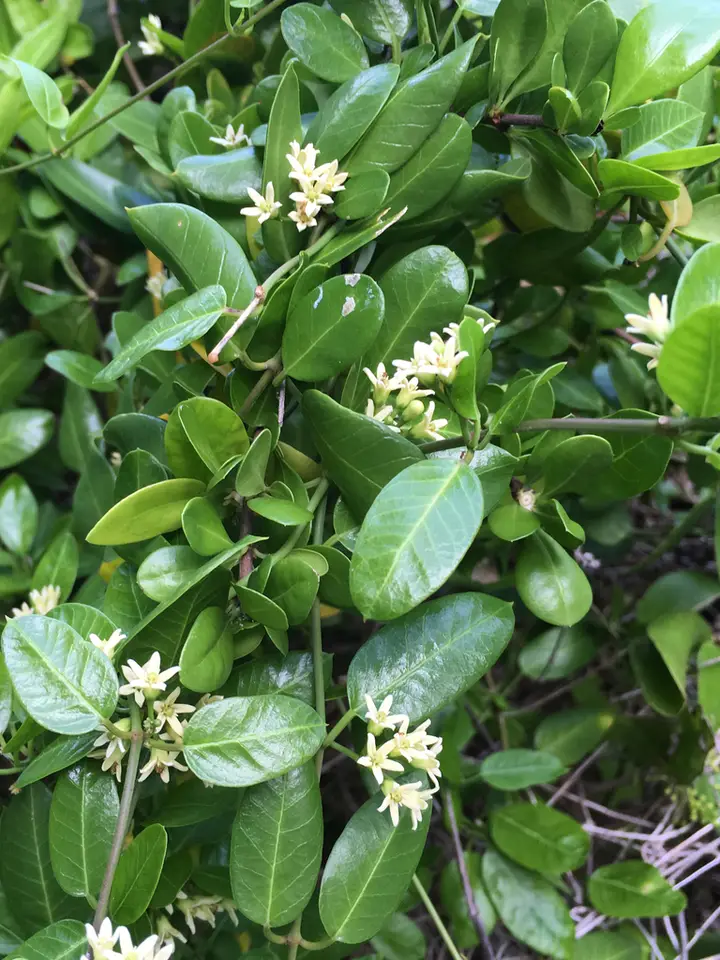 Fragrant Swallow-Wort (Metastelma northropiae)