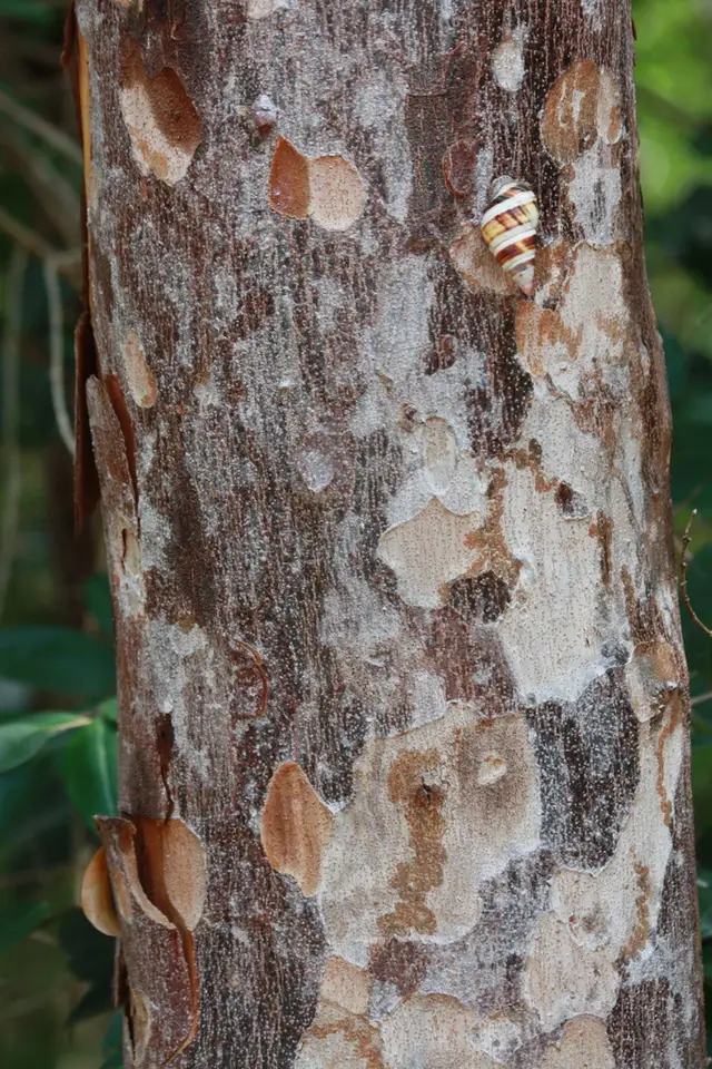 Poisonwood (Metopium toxiferum)