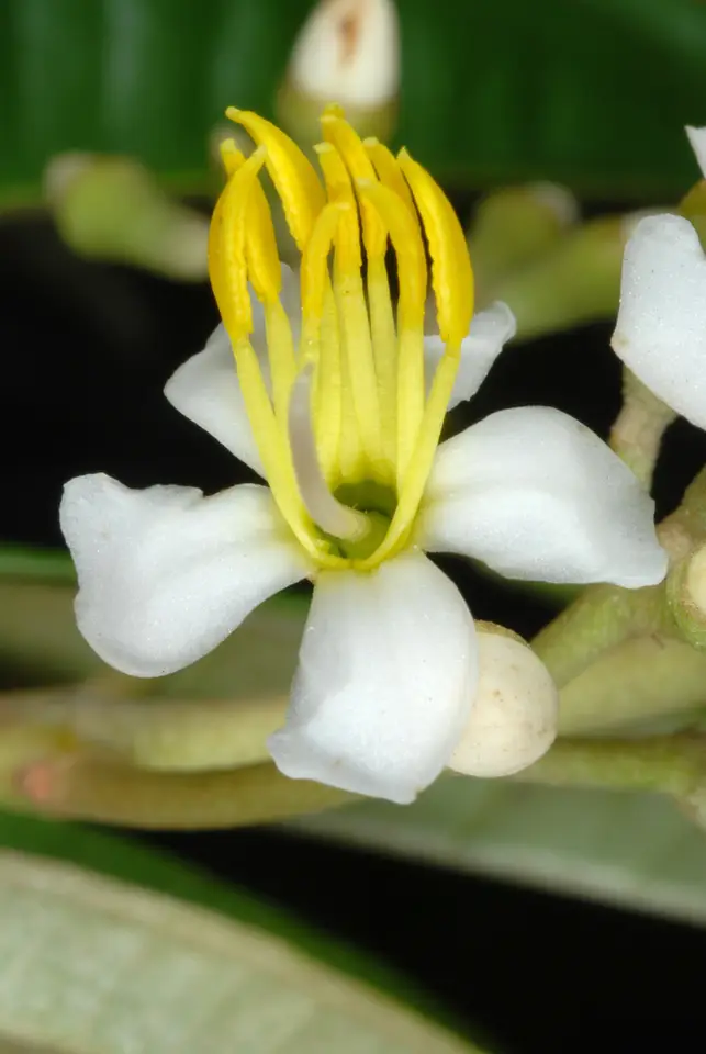 West Indian Lilac (Miconia bicolor)