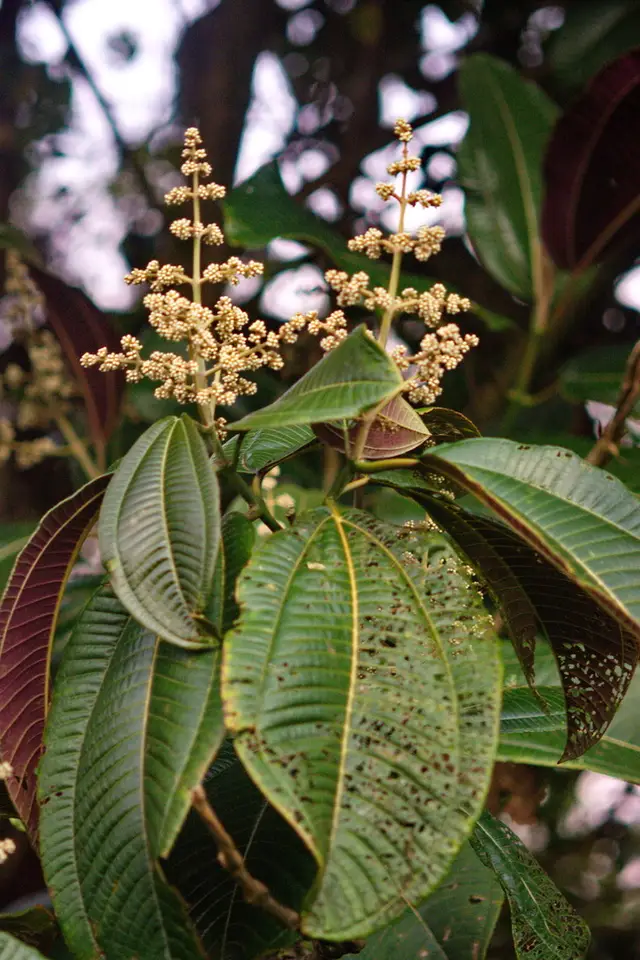 Velvet Tree (Miconia calvescens)