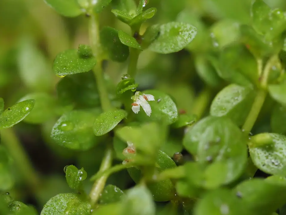 Manatee Mudflower (Micranthemum glomeratum)