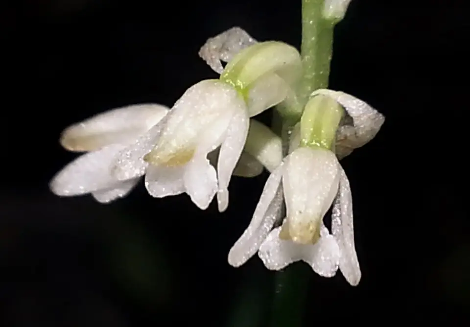 Jug Orchid (Microchilus querceticola)
